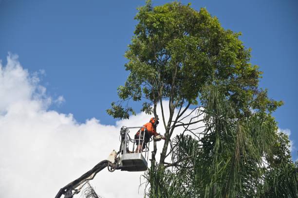 Mulching Services in Hideout, UT