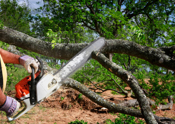 Best Tree Risk Assessment  in Hideo, UT